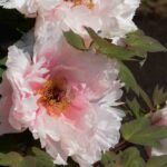 Pivoines arbustives en pot : comment réussir leur culture ?