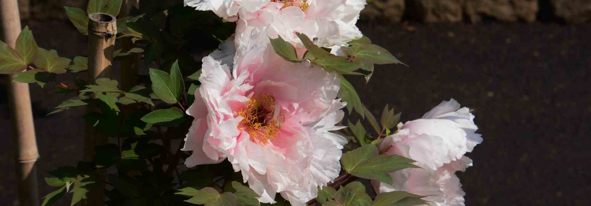 Pivoines arbustives en pot : comment réussir leur culture ?