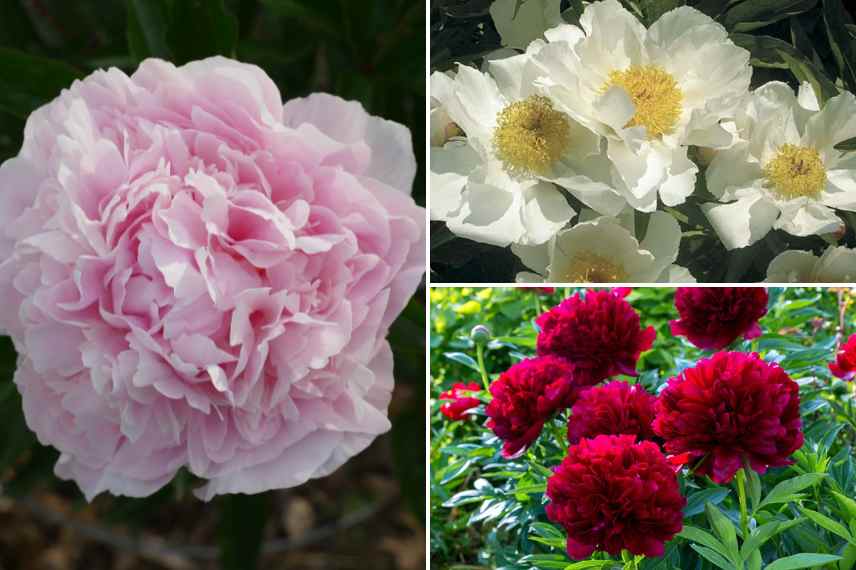 quelle pivoine choisir