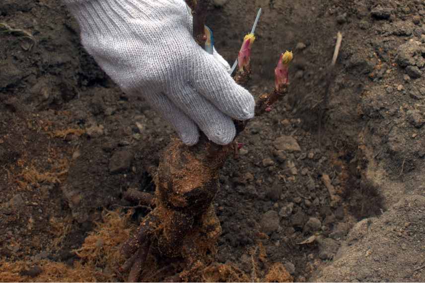 planter une pivoine arbustive gestes