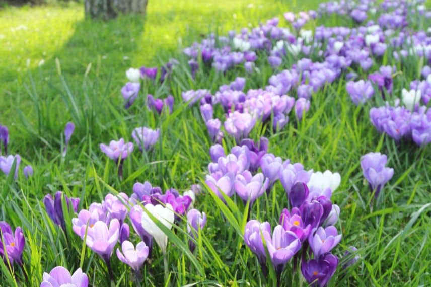 Des crocus plantés dans n jardin
