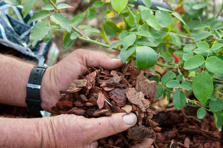 pailler proteger plantes en hiver froid