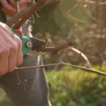 Tailler ou ne pas tailler ? Nos conseils pour ne pas se tromper