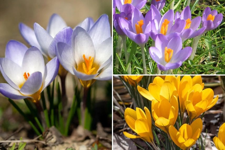 différentes variétés de crocus