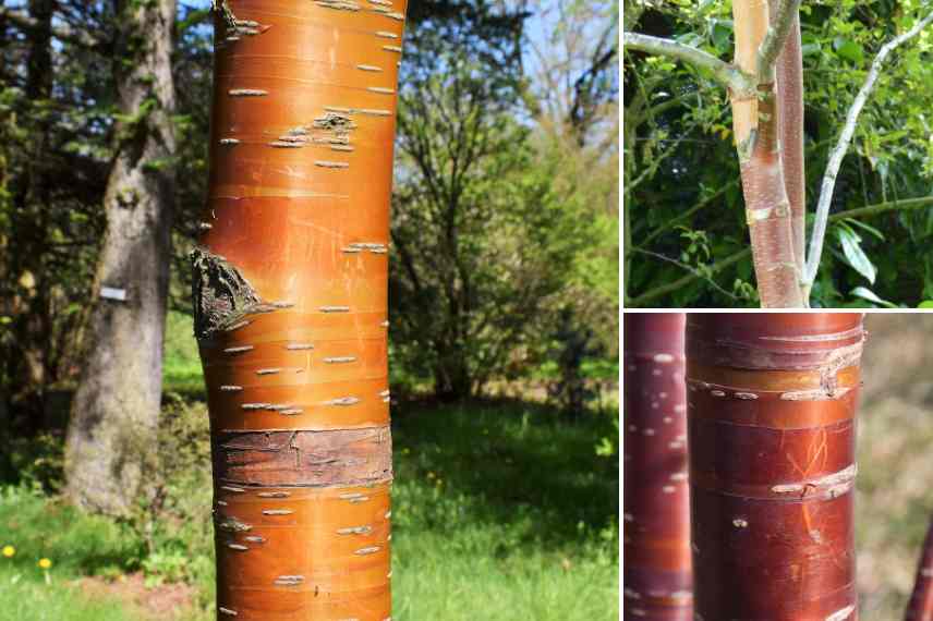 ecorces couleur orange rouge flamboyantes hiver