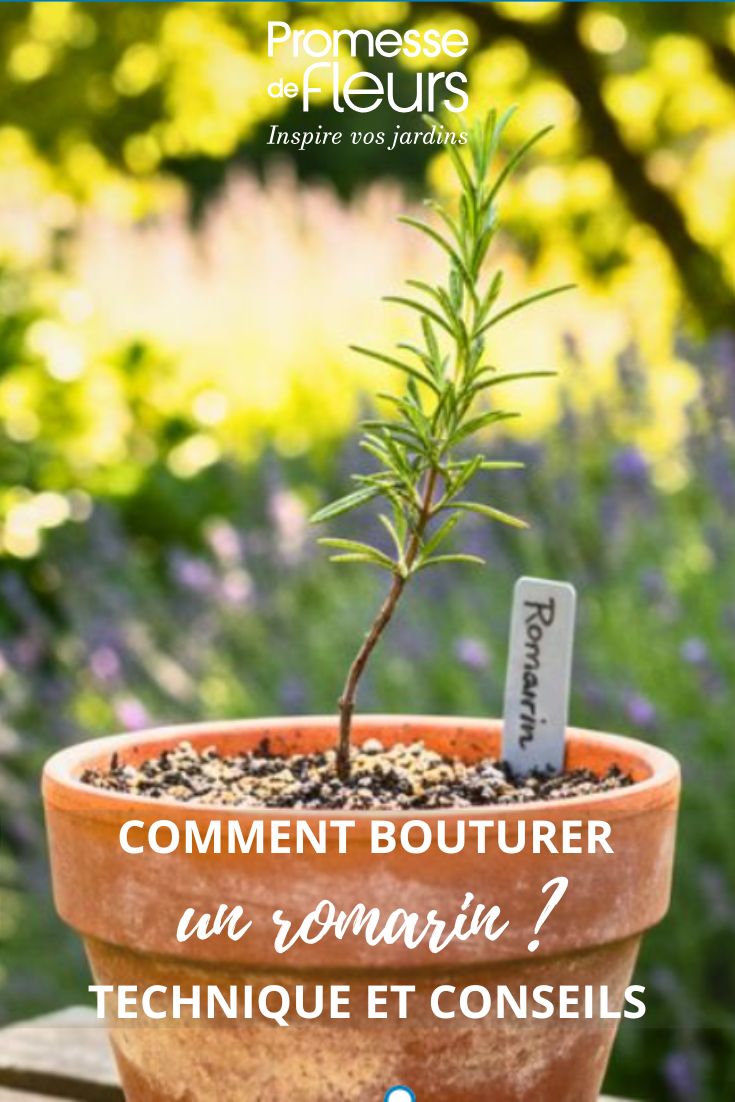 bouture de romarin