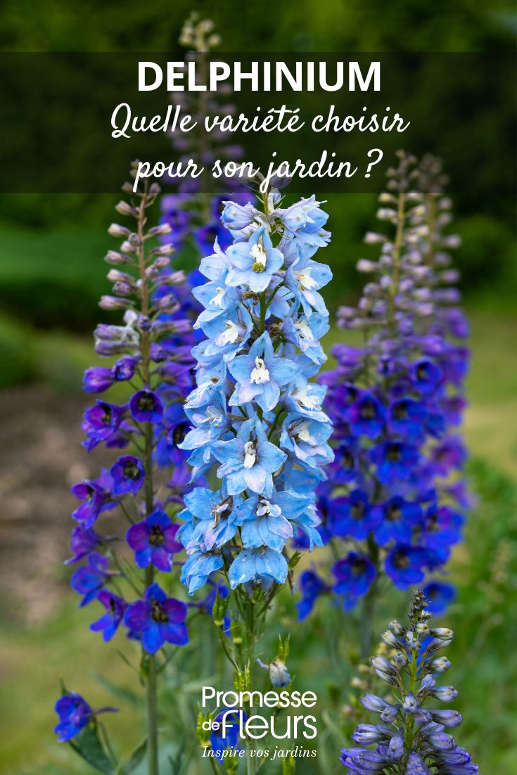 Delphinium