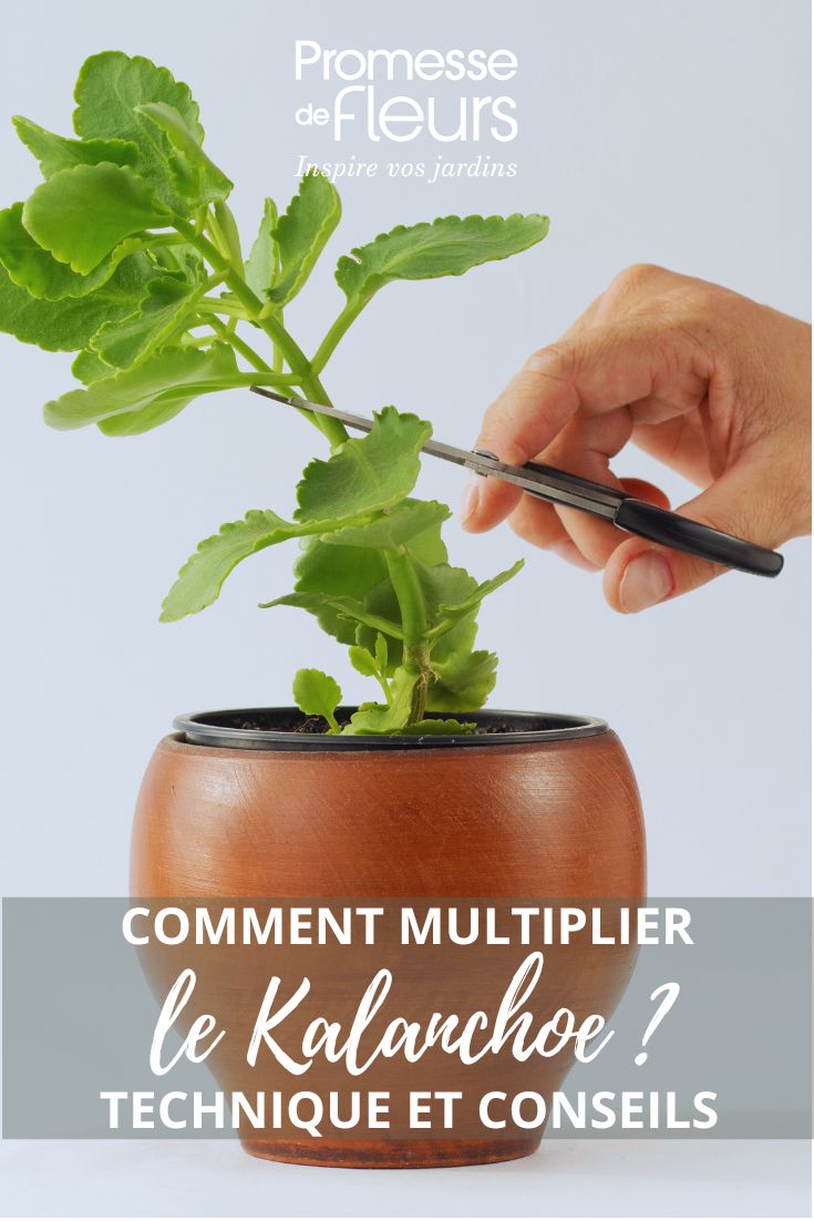 bouturer le kalanchoe