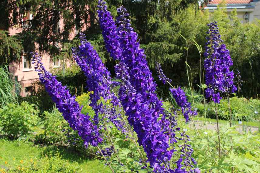 pied allouette geant