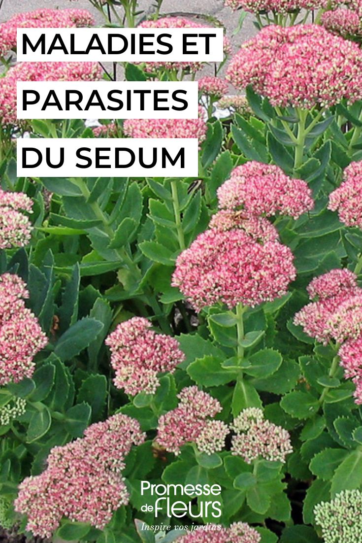 soigner les sedums