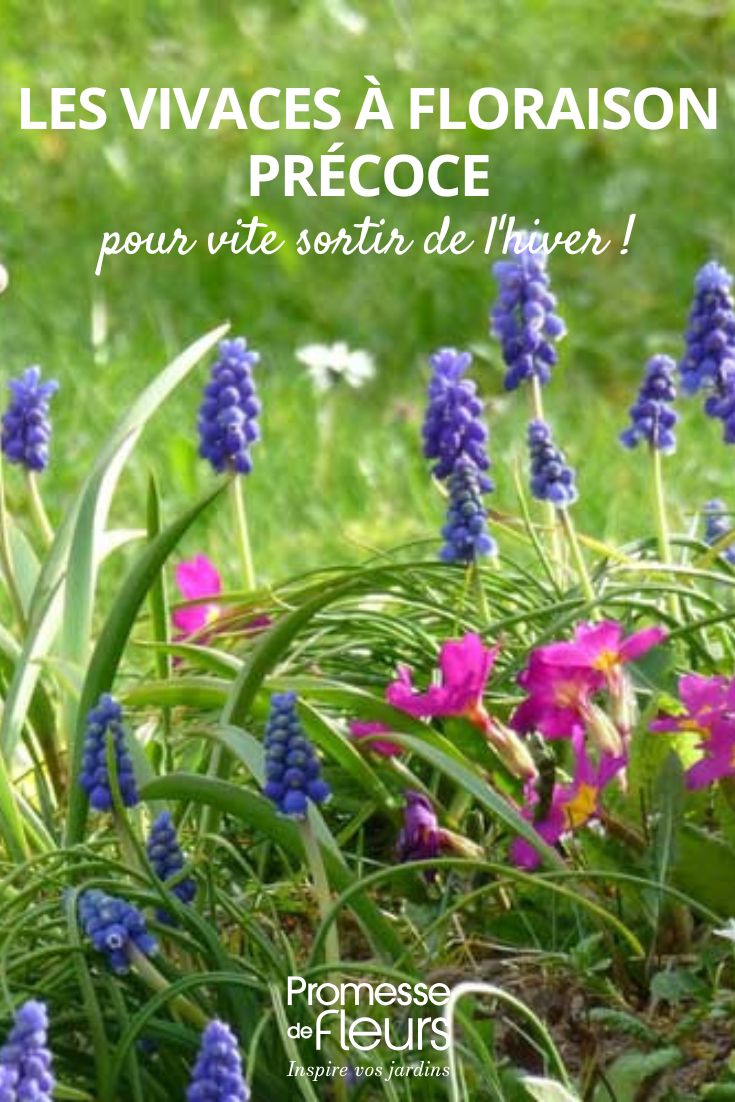 fleurs vivaces pour sortir de l'hiver