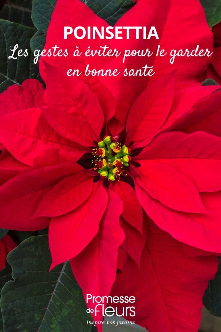 Les gestes à éviter pour garder un Poinsettia en bonne santé