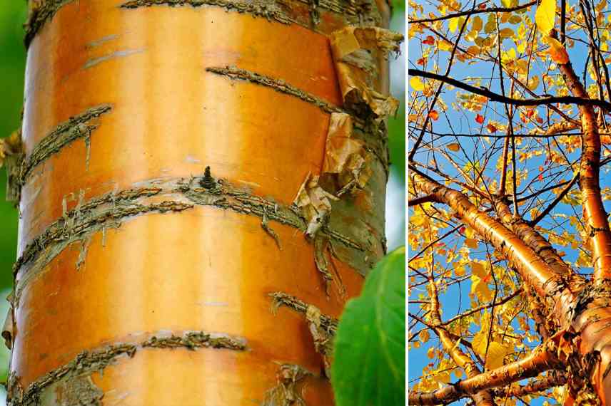 arbre a ecorce orange