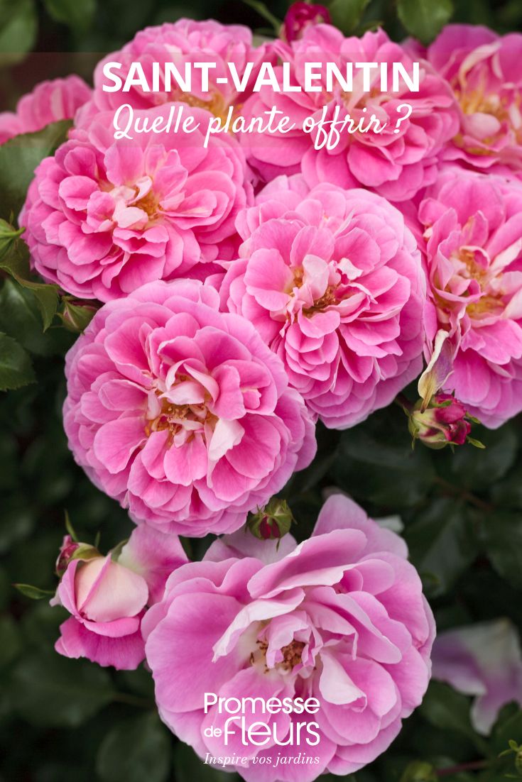 Rosier LOVELY PINK ® Meinoplius
