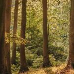 Sylvothérapie : se reconnecter aux arbres pour mieux respirer, penser et s’apaiser