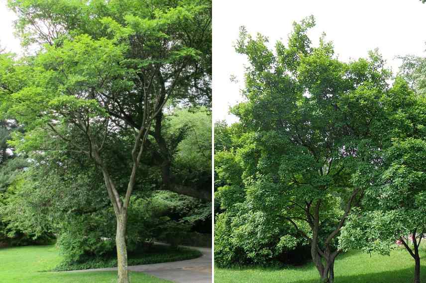 arbres pour la Saint Valentin