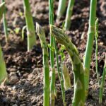 Choisir des asperges pour son potager : nos conseils