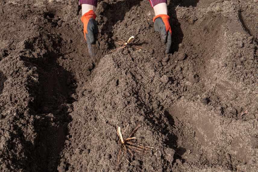 choisir ses variétés d'asperges pour le jardin 