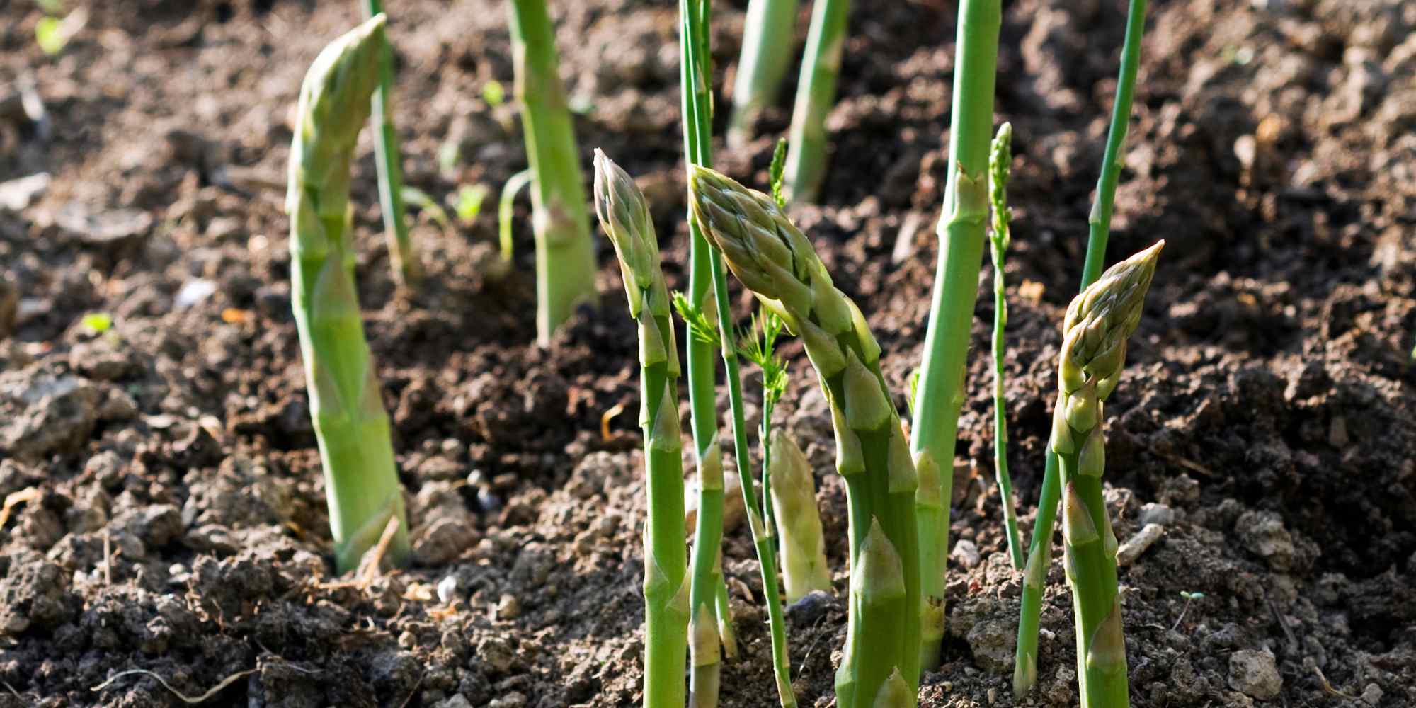 Choisir des asperges pour son potager : nos conseils