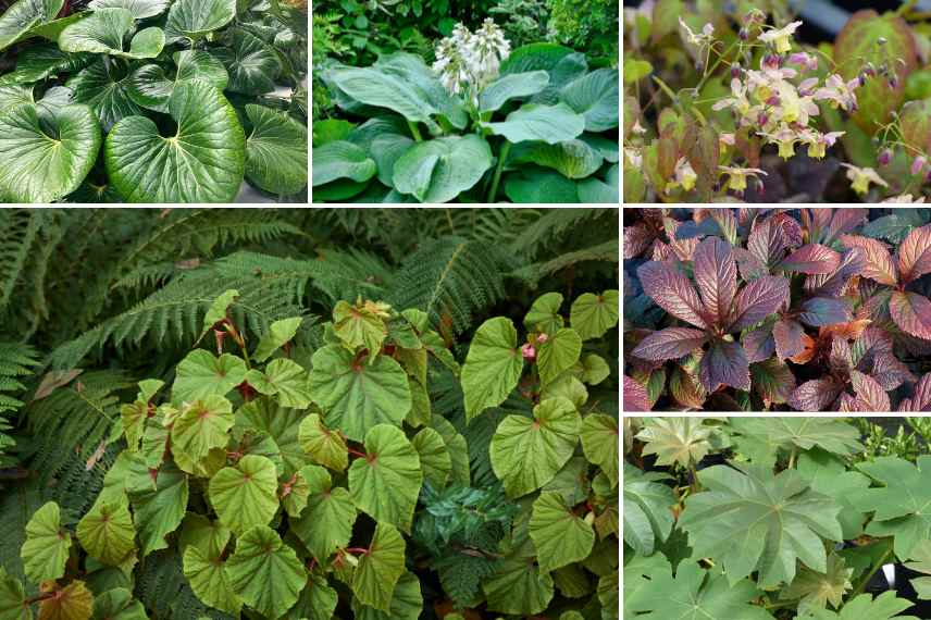 associer begonias vivaces ombre