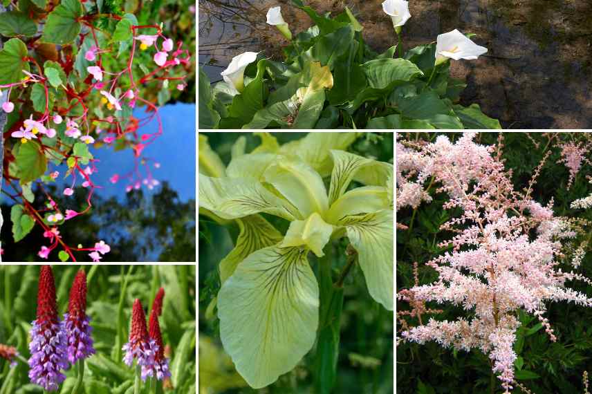 associer begonias vivaces bassin