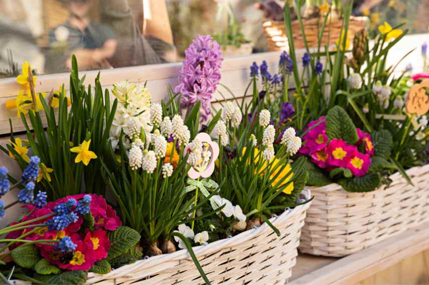 petite jardiniere fleurie printemps