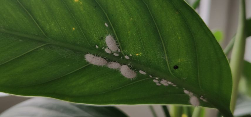 cochenilles farineuses sous une fleur de lune (générée par IA)