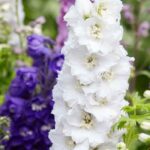 Comment choisir un Delphinium ?
