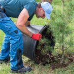 Comment planter un arbre de terre de bruyère ?