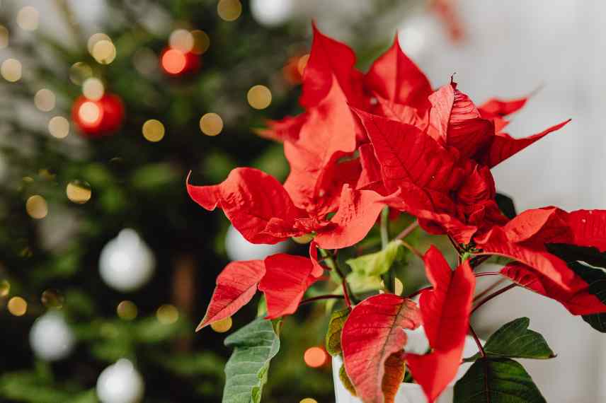 bien conserver un poinsettia