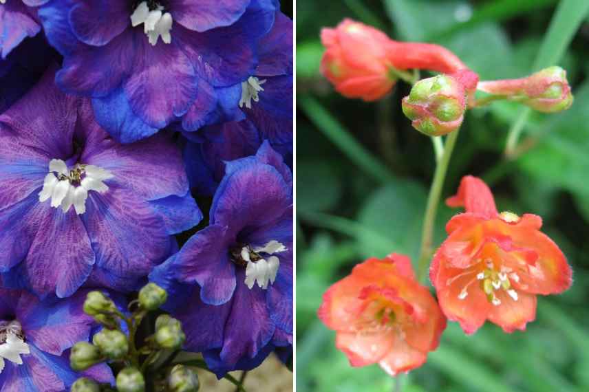 pieds d allouettes bicolores