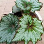 Comment diviser un bégonia d'intérieur pour le multiplier facilement ?