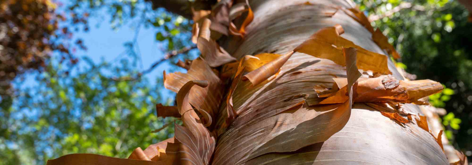 Les écorces de l'hiver, de l'orangé au pourpre