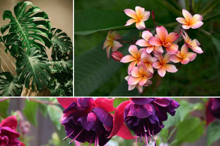 plantes frileuses lesquelles