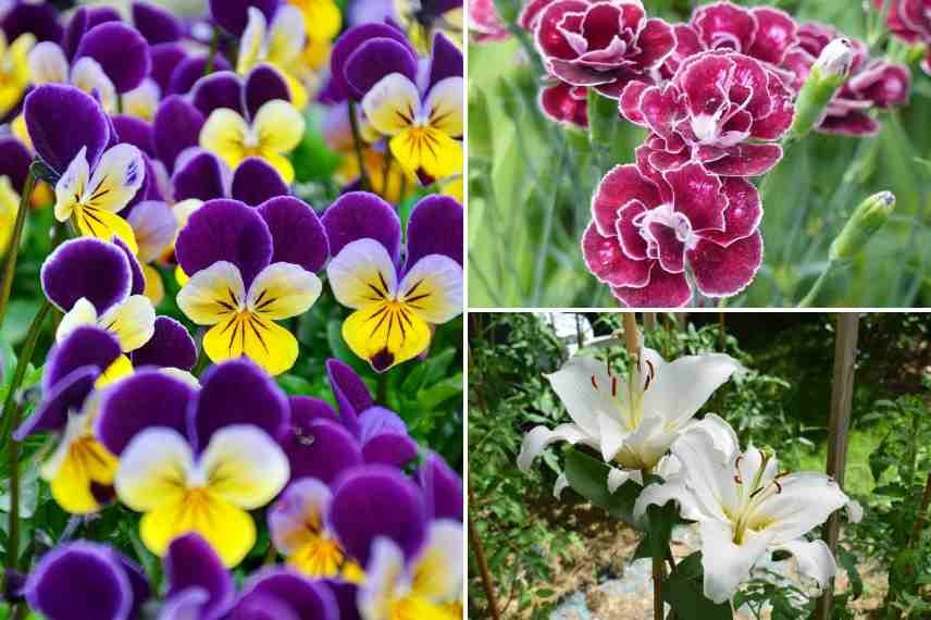 fleurs pour la Saint valentin