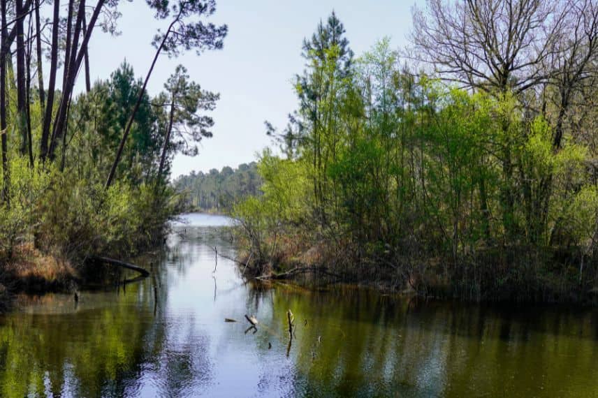 vue du lac de la forêt d’Hostens