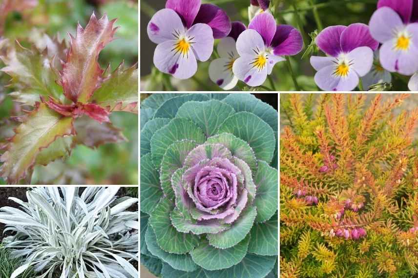 jolie jardiniere potee hiver fleurs 