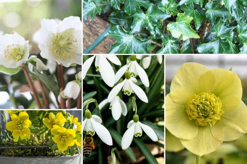 idee plantes fleurs colorees pour jardiniere hiver