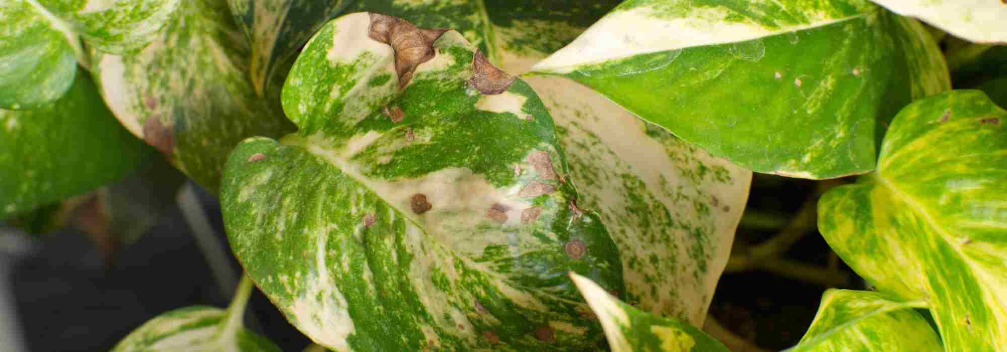 Les maladies et parasites du Pothos