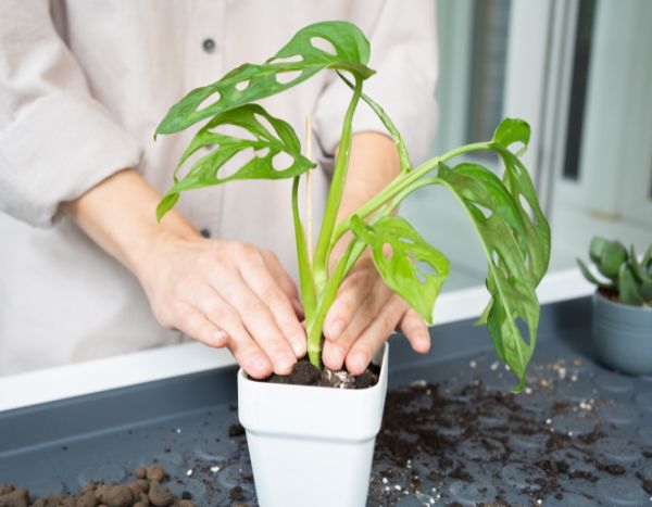 Comment rempoter un Monstera ?