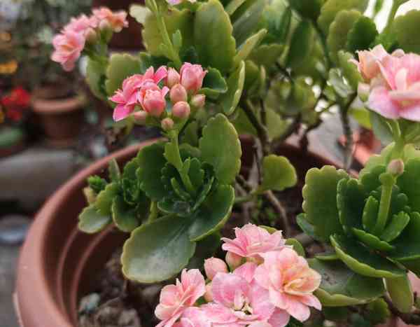 Comment multiplier le Kalanchoe facilement chez soi ?