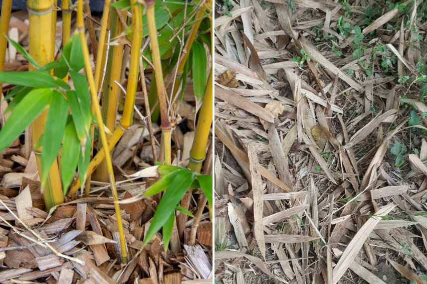 mulch base bambous protection hiver