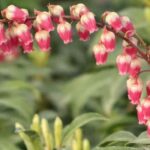 Quelles plantes offrir pour la Saint-Valentin ?