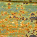 Comment identifier et se débarrasser de la rouille du poireau ?