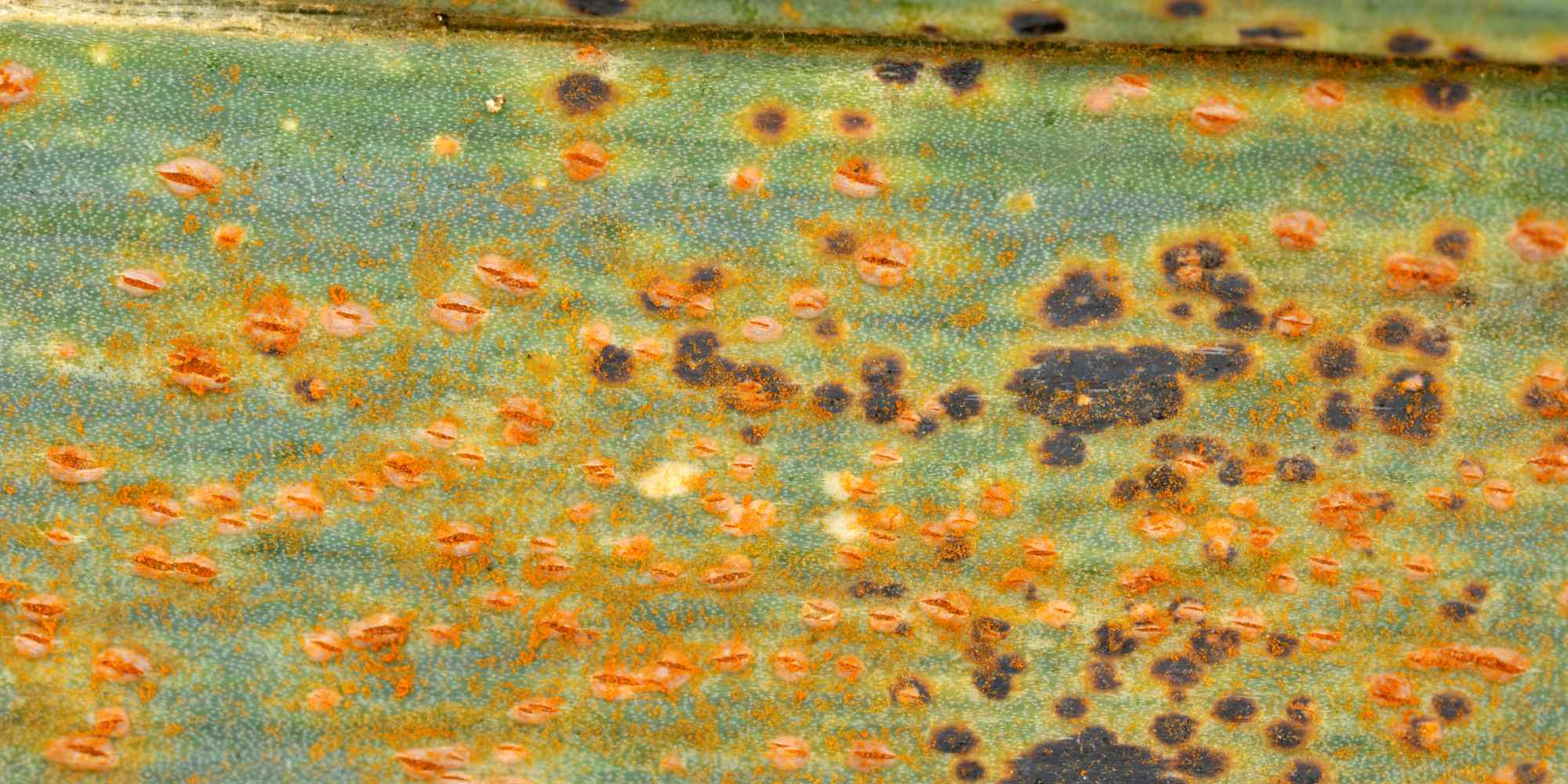 Comment identifier et se débarrasser de la rouille du poireau ?