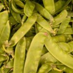 Le semis de pois gourmands : quand et comment ?