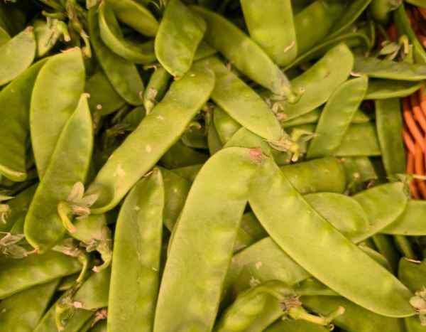 Le semis de pois gourmands : quand et comment ?