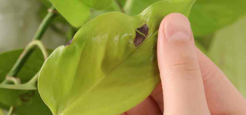 tache foliaire Pothos