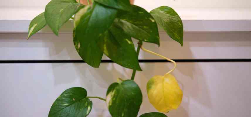 pothos feuille jaunie