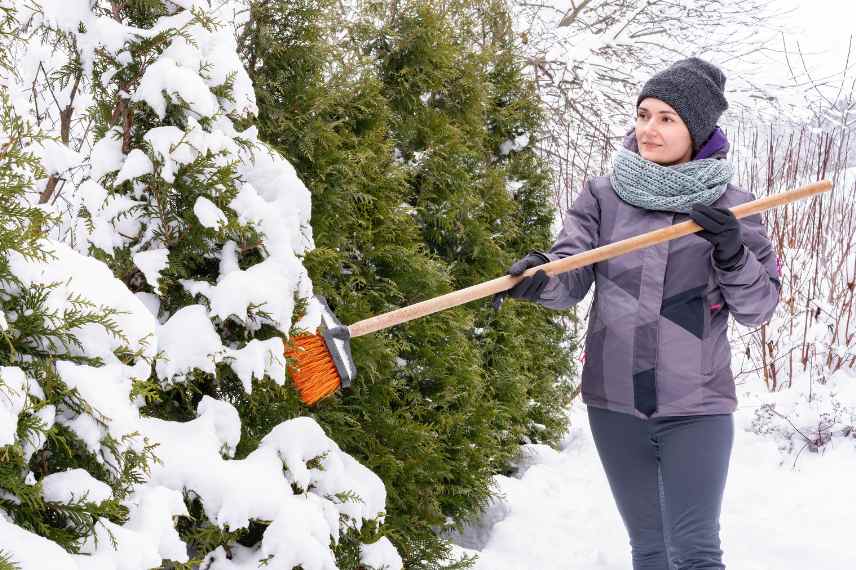 enlever neige plantes en hiver